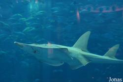 Rhynchobatus djiddensis