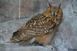 Kalba Bird of Prey Centre