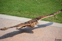 Kalba Bird of Prey Centre