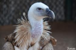 Kalba Bird of Prey Centre