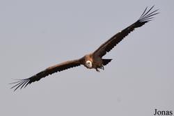 Kalba Bird of Prey Centre