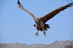 Kalba Bird of Prey Centre