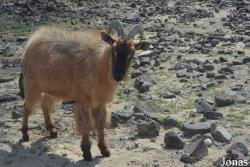 Al Hefaiyah Mountain Conservation Centre