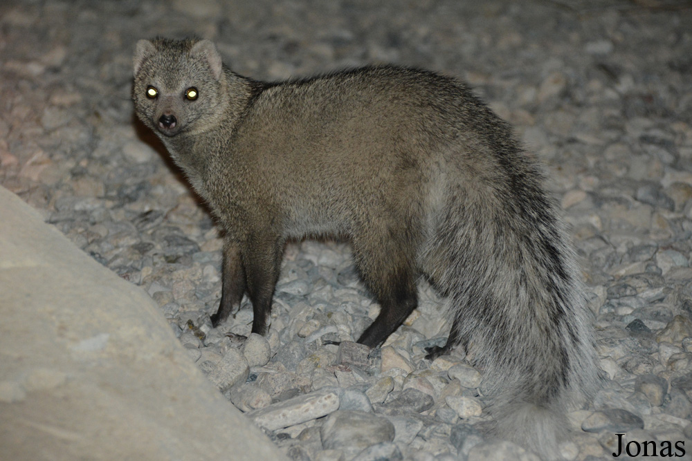 Al Hefaiyah Mountain Conservation Centre
