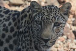 Al Hefaiyah Mountain Conservation Centre
