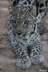 Al Hefaiyah Mountain Conservation Centre