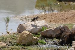 Al Ain