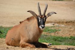 Al Ain Zoo
