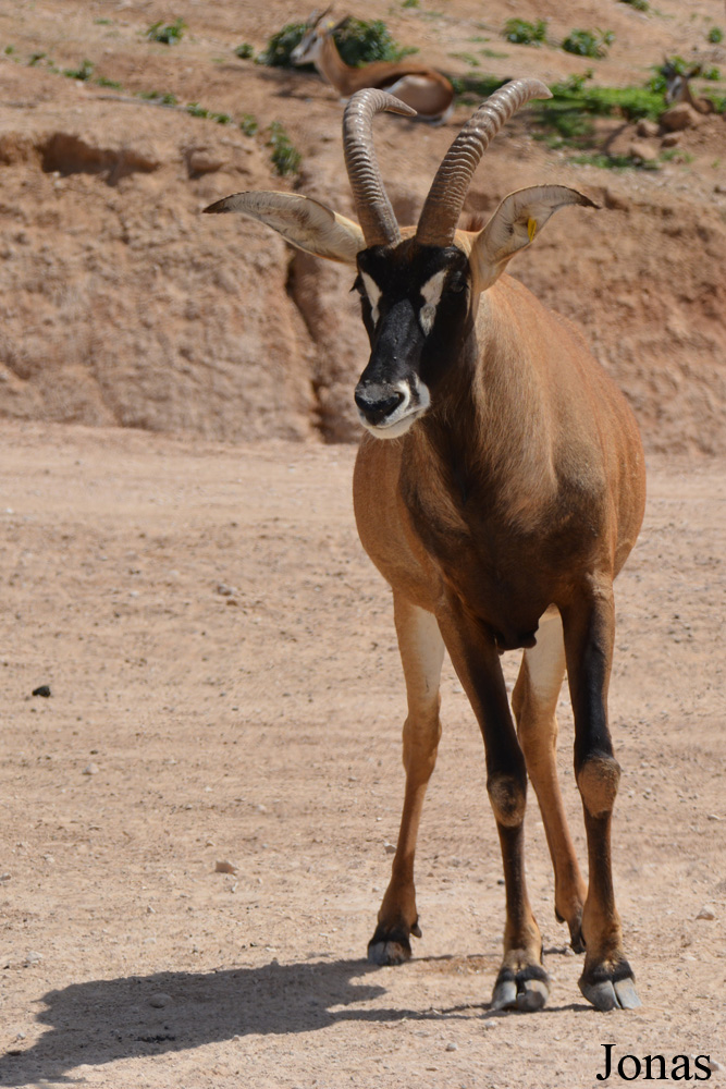 Al Ain Zoo