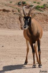 Al Ain Zoo