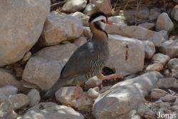 Al Ain
