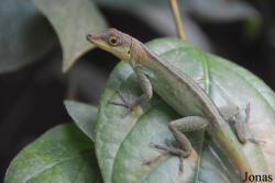 Anolis roquet