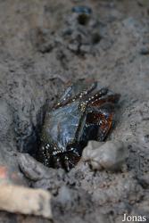 Goniopsis cruentata