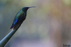Eulampis holosericeus holosericeus
