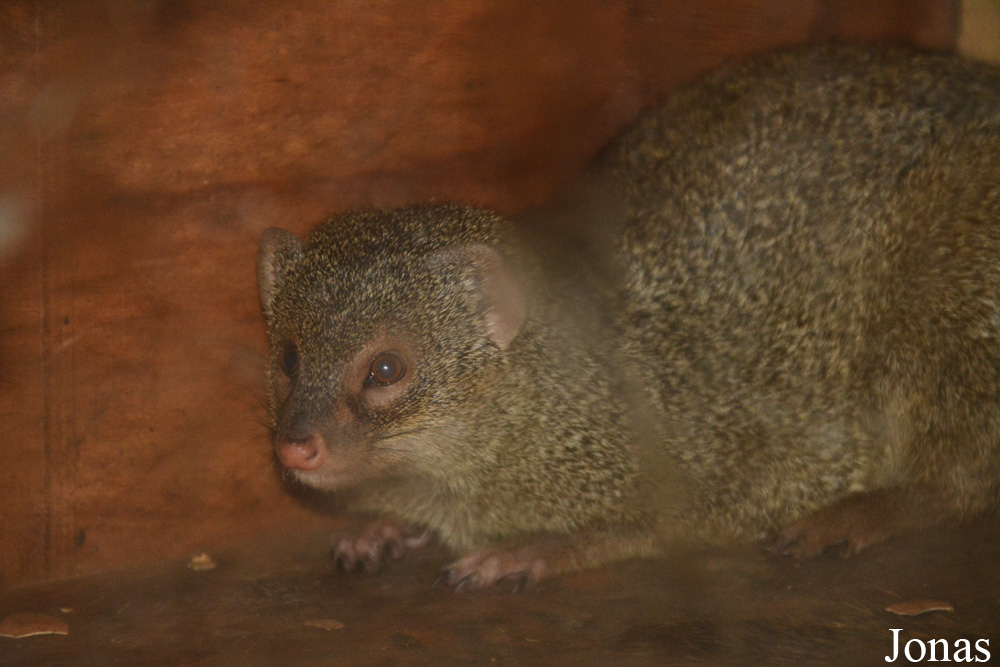 Zoo de Martinique