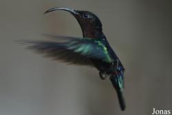 Eulampis jugularis