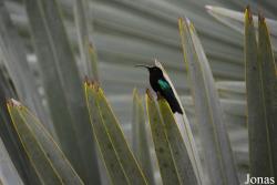 Jardin Balata