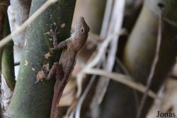 Anolis oculatus