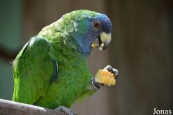 Amazona arausiaca