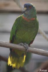 Dominica Botanic Gardens