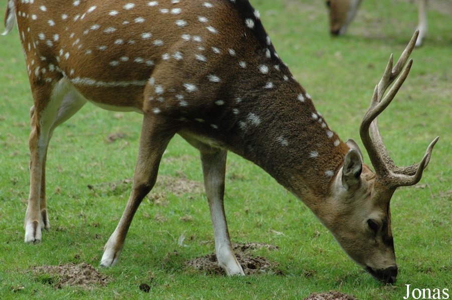 Tierpark Ströhen
