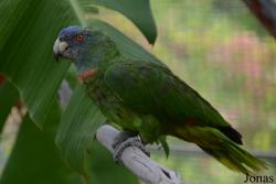 Dominica Botanic Gardens