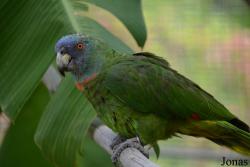 Dominica Botanic Gardens