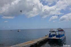 Roseau