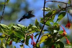 Syndicate Nature Trail