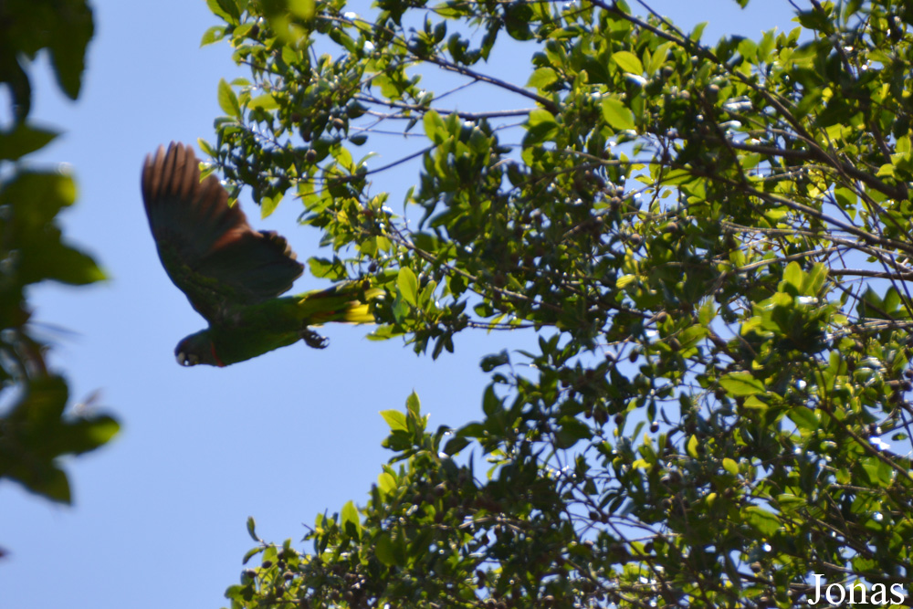 Syndicate Nature Trail