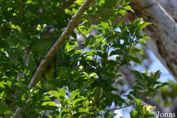 Syndicate Nature Trail
