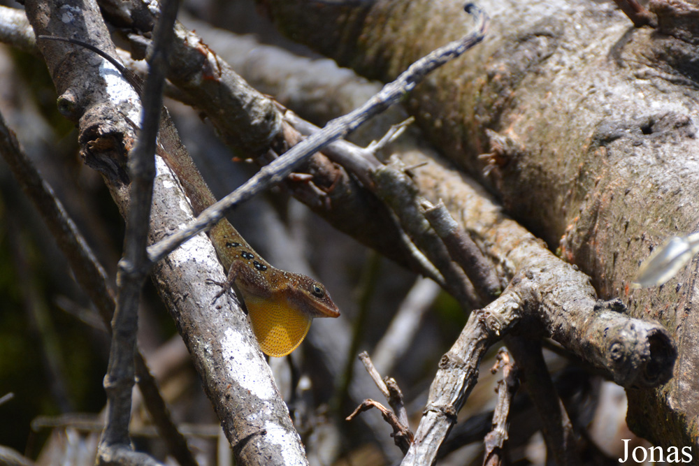 Syndicate Nature Trail