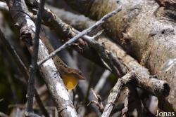 Syndicate Nature Trail