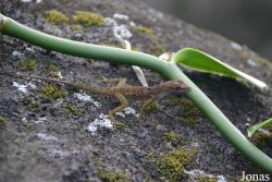 Anolis marmoratus