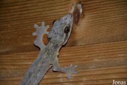 Thecadactylus rapicauda