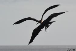Bouillante