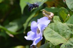 Xylocopa fimbriata