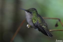 Orthorhyncus cristatus exilis