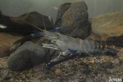 Macrobrachium carcinus