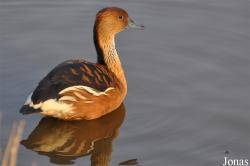 Anatidae