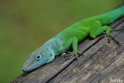 Anolis ferreus