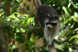 Zoo de Guadeloupe