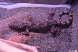 Zoo de Guadeloupe