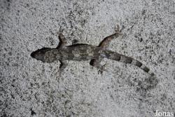 Hemidactylus mabouia