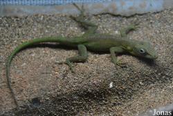 Zoo de Guadeloupe
