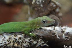 Zoo de Guadeloupe