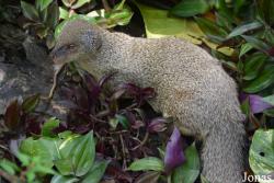 Zoo de Guadeloupe