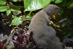 Zoo de Guadeloupe