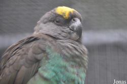 Poicephalus meyeri
