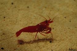 Lysmata debelius